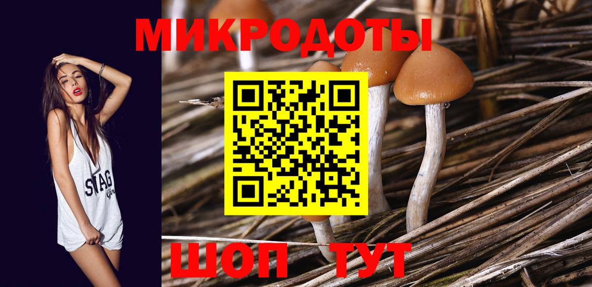 Галлюциногенные грибы Psilocybe Кашира